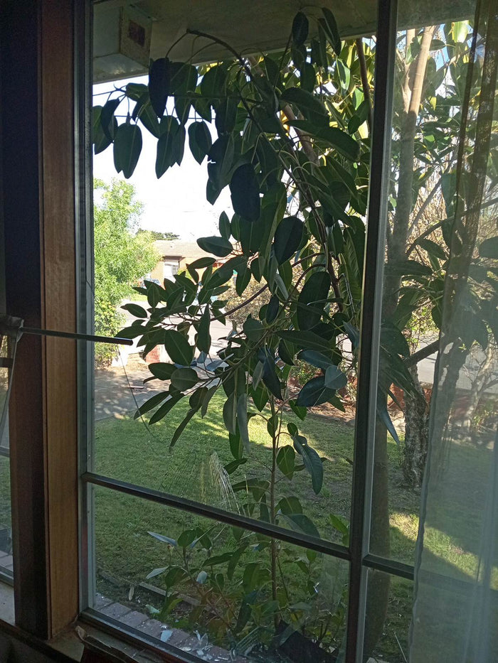 Someone Fell Through a Window in Breakwater, and the Glass Was the Problem