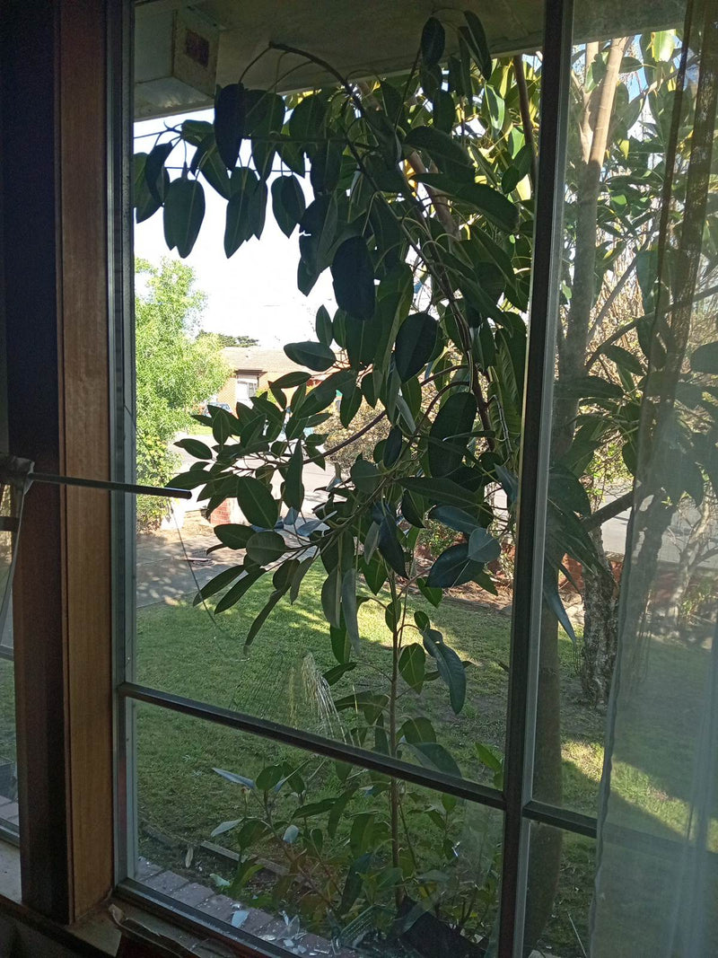 Someone Fell Through a Window in Breakwater, and the Glass Was the Problem