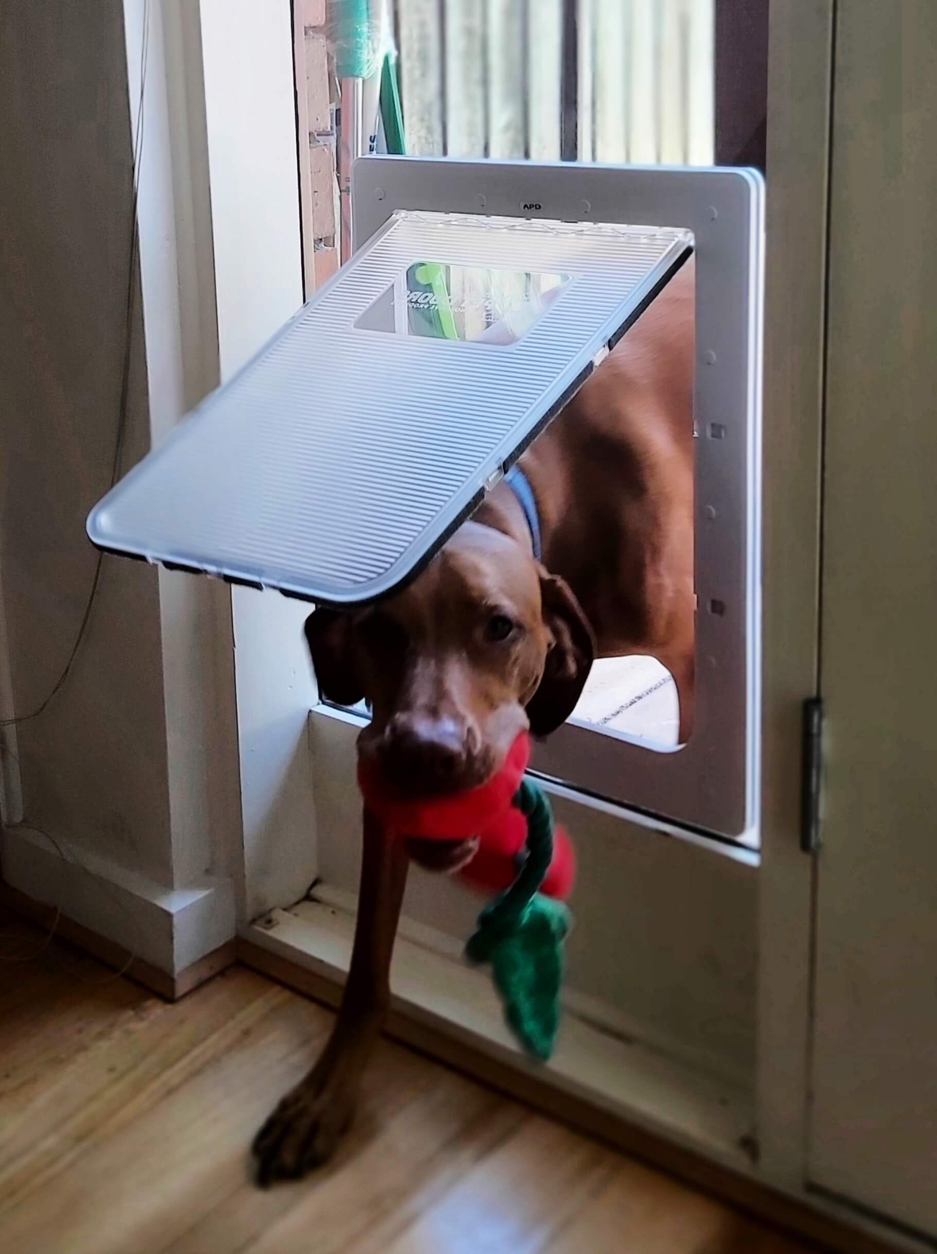 Glass pet door installed by Barwon Glass