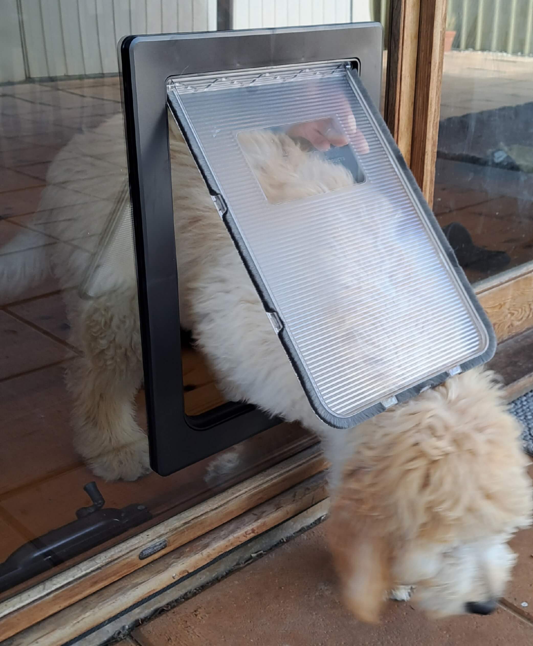 Dog using a glass pet door installed by Barwon Glass