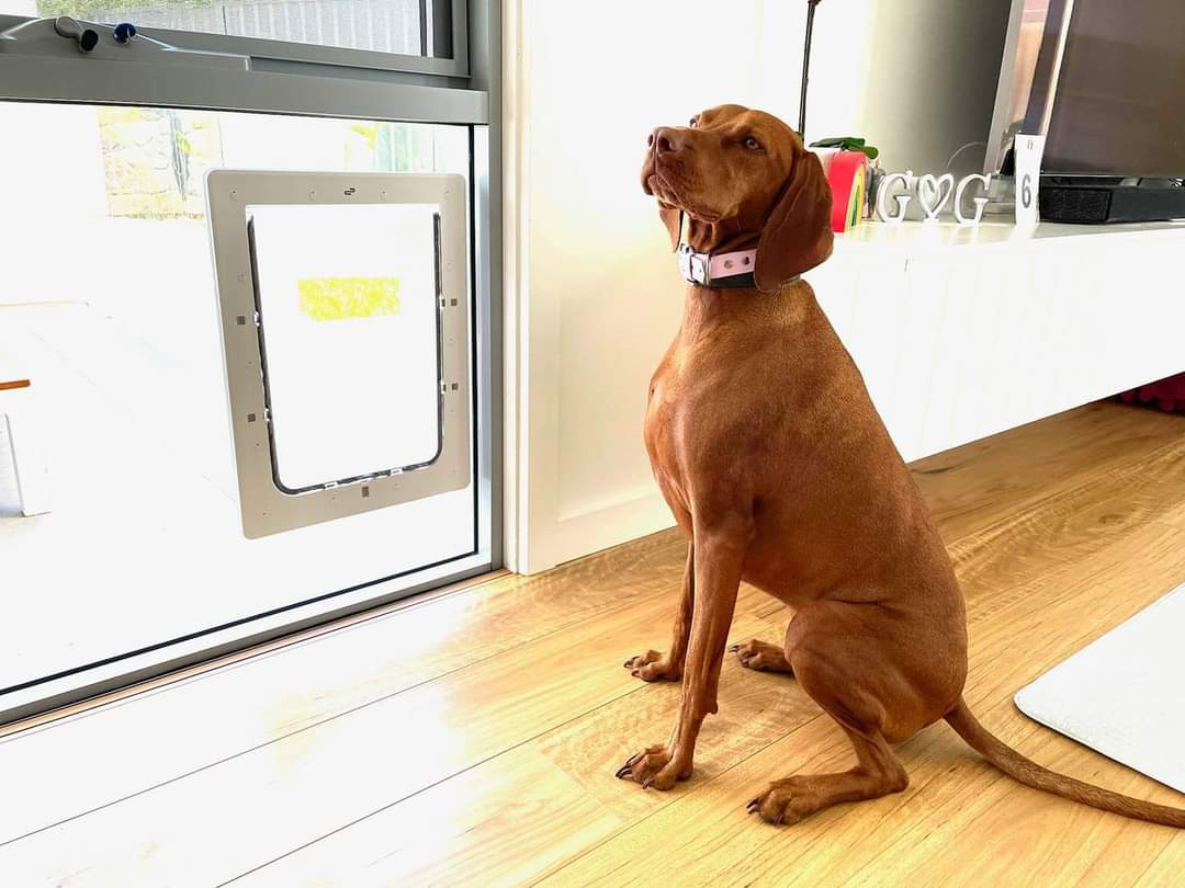 Dog beside a glass sliding door pet door fitted by Barwon Glass