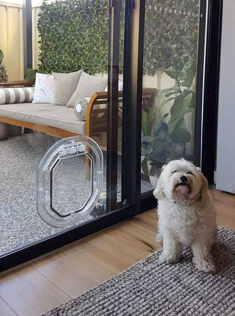 Small dog beside a glass pet door installed by Barwon Glass