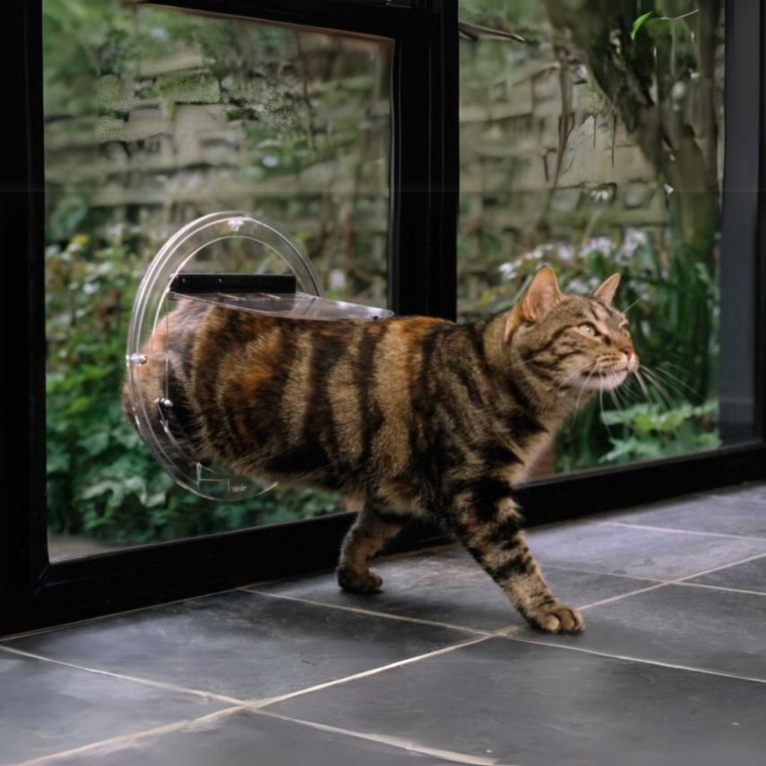 Cat using a glass pet door installed by Barwon Glass